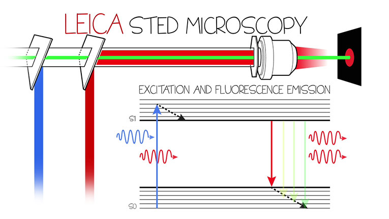 Leica STED MICROSCOPY
